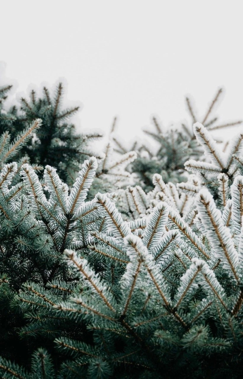 Collection des fêtes