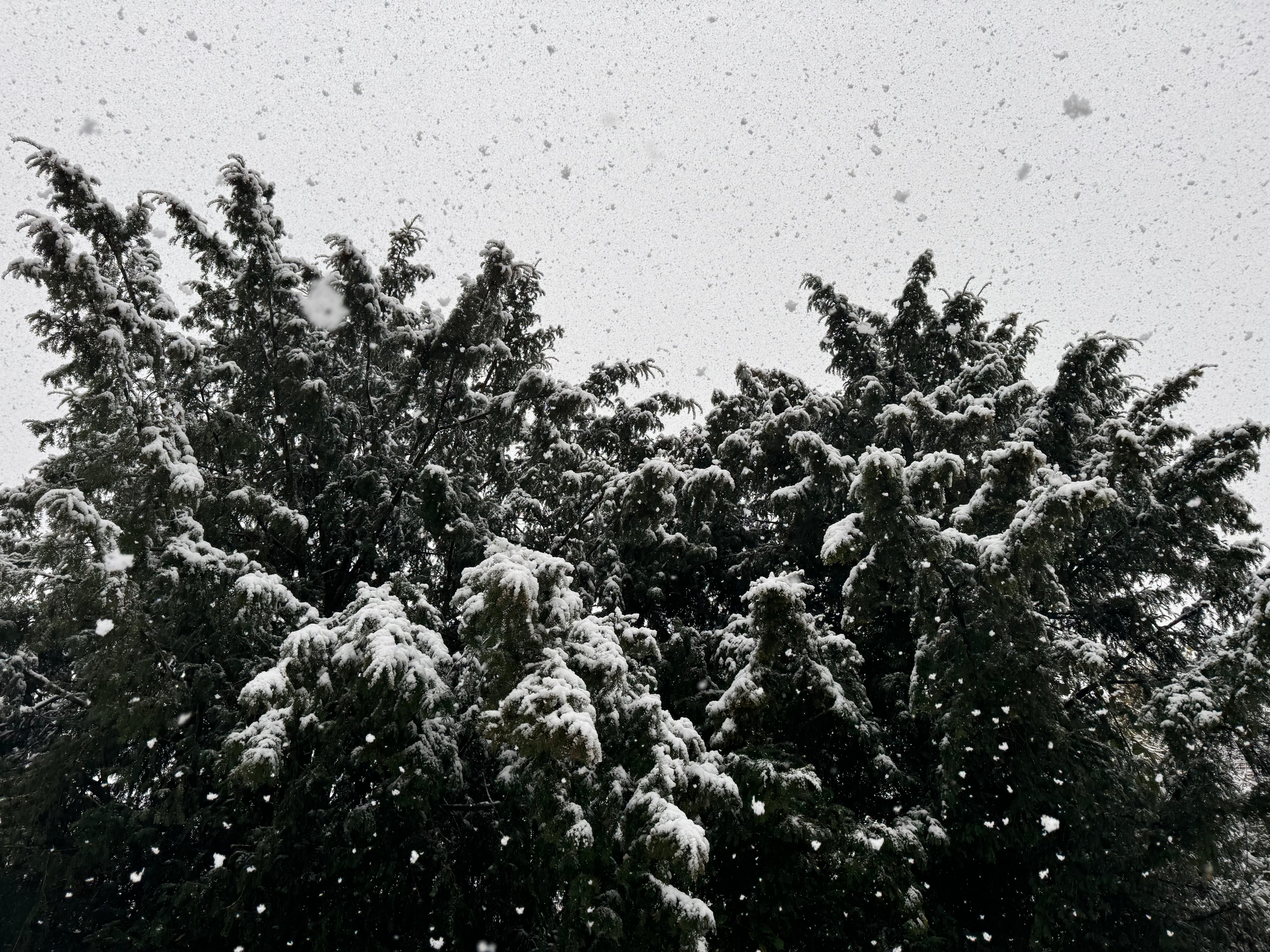 Collection des fêtes